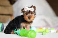 Dolly, a female Yorkshire Terrier for sale in Fresno, OH – Photo 4 of 9