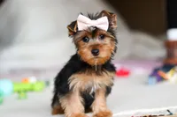 Dolly, a female Yorkshire Terrier for sale in Fresno, OH – Photo 5 of 9
