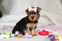 Dolly, a female Yorkshire Terrier for sale in Fresno, OH – Photo 8 of 9