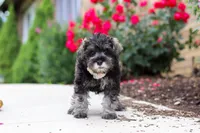 Callie, a female Miniature Schnauzer for sale in Fresno, OH – 3 of 6