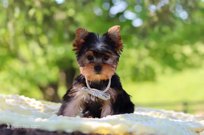Bolt – Yorkshire Terrier puppy for sale in Fresno, OH