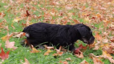 Otto, a male Miniature Schnauzer for sale in Fresno, OH – 7 of 7
