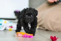 Brooke, a female Yorkipoo for sale in Fresno, OH – Photo 1 of 6