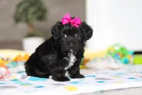 Brooke, a female Yorkipoo for sale in Fresno, OH – Photo 5 of 6