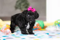 Brooke, a female Yorkipoo for sale in Fresno, OH – Photo 3 of 6