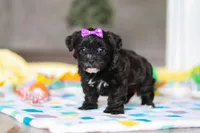 Allie, a female Yorkipoo for sale in Fresno, OH – Photo 5 of 5