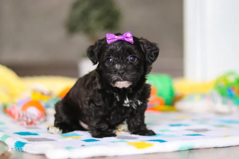 Allie – Yorkipoo puppy for sale in Fresno, OH