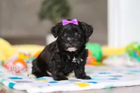 Allie, a female Yorkipoo for sale in Fresno, OH – Photo 1 of 5