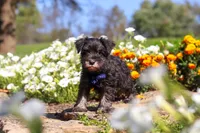 Mason, a male Miniature Schnauzer for sale in Fresno, OH – 3 of 7