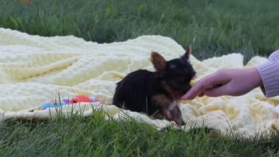Miranda, a female Yorkshire Terrier for sale in Fresno, OH – 9 of 9