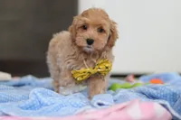 Cooper, a male Havapoo for sale in Fresno, OH – Photo 4 of 7