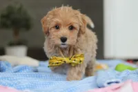 Cooper, a male Havapoo for sale in Fresno, OH – Photo 7 of 7