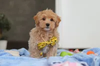 Cooper, a male Havapoo for sale in Fresno, OH – Photo 1 of 7