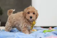 Cooper, a male Havapoo for sale in Fresno, OH – Photo 5 of 7