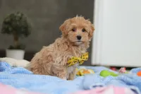 Cooper, a male Havapoo for sale in Fresno, OH – Photo 2 of 7