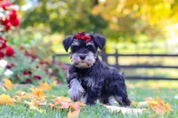 Eva, a female Miniature Schnauzer for sale in Fresno, OH – 7 of 9