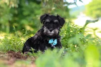Hunter, a male Miniature Schnauzer for sale in Fresno, OH – 8 of 10