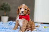 Rocky, a female Cavapoo for sale in Fresno, OH – Photo 9 of 9