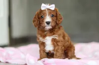 Roxy , a female Cavapoo for sale in Fresno, OH – Photo 4 of 9