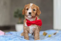Rocky, a female Cavapoo for sale in Fresno, OH – Photo 1 of 9