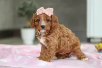 Charlotte, a female Cavapoo for sale in Fresno, OH – Photo 5 of 10