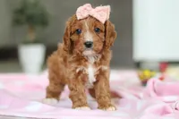 Charlotte, a female Cavapoo for sale in Fresno, OH – Photo 10 of 10