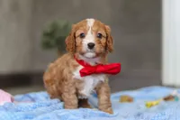 Rocky, a female Cavapoo for sale in Fresno, OH – Photo 6 of 9