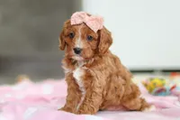 Charlotte, a female Cavapoo for sale in Fresno, OH – Photo 7 of 10