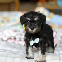 Chip , a male Miniature Schnauzer for sale in Fresno, OH – Photo 4 of 4