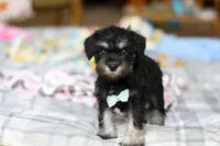 Chip , a male Miniature Schnauzer for sale in Fresno, OH – Photo 4 of 4