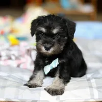 Chip , a male Miniature Schnauzer for sale in Fresno, OH – Photo 1 of 4