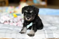 Chip , a male Miniature Schnauzer for sale in Fresno, OH – Photo 1 of 4