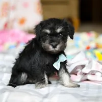 Chip , a male Miniature Schnauzer for sale in Fresno, OH – Photo 2 of 4