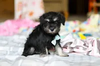 Chip , a male Miniature Schnauzer for sale in Fresno, OH – Photo 2 of 4