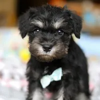 Chip , a male Miniature Schnauzer for sale in Fresno, OH – Photo 3 of 4