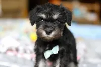 Chip , a male Miniature Schnauzer for sale in Fresno, OH – Photo 3 of 4