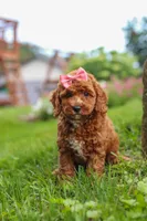 Elowyn, a female Cavapoo for sale in Fresno, OH – 8 of 9