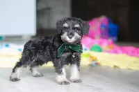 Percy, a male Miniature Schnauzer for sale in Fresno, OH – 9 of 10
