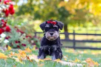 Eva, a female Miniature Schnauzer for sale in Fresno, OH – 8 of 9