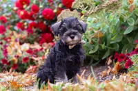 Otis, a male Miniature Schnauzer for sale in Fresno, OH – 7 of 7