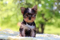 Bolt, a male Yorkshire Terrier for sale in Fresno, OH – 4 of 10