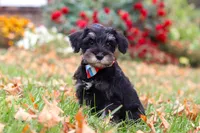 Otto, a male Miniature Schnauzer for sale in Fresno, OH – 4 of 7