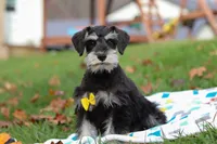 Evan, a male Miniature Schnauzer for sale in Fresno, OH – Photo 5 of 5