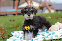 Evan, a male Miniature Schnauzer for sale in Fresno, OH – Photo 1 of 5