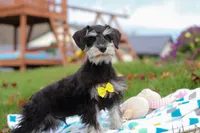 Evan, a male Miniature Schnauzer for sale in Fresno, OH – Photo 2 of 5