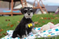 Evan, a male Miniature Schnauzer for sale in Fresno, OH – Photo 3 of 5