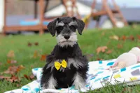 Evan, a male Miniature Schnauzer for sale in Fresno, OH – Photo 4 of 5