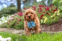 Nash, a male Cavapoo for sale in Fresno, OH – 7 of 8