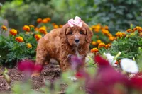 Dixie, a female Cavapoo for sale in Fresno, OH – 3 of 10