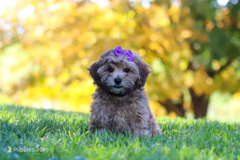 Posie – Yorkipoo puppy for sale in Fresno, OH